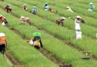 Peran Penting Sektor Pertanian dalam Ekonomi Hijau untuk Membangkitkan Perekonomian Sumsel